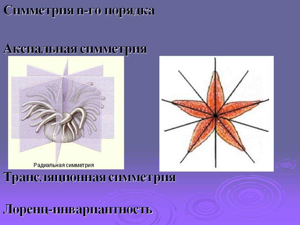 Лучевая симметрия моллюсков. Симметрия. Двусторонняя симметрия в природе. Центральная поворотная симметрия. Поворотная симметрия в природе.